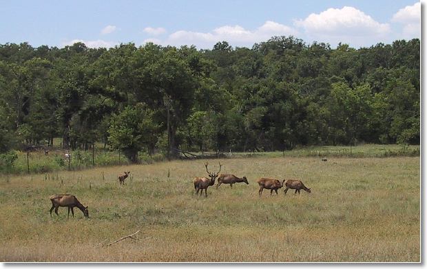 A small herd of elk in Elk county, KS