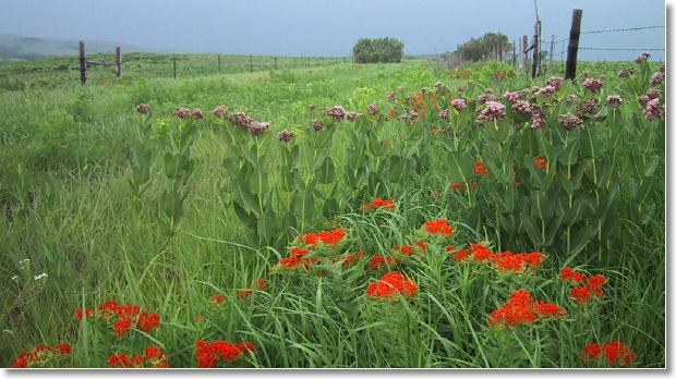 Near Alma, KS
